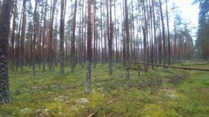 Сдаём грибы за деньги, август 2023. Грибы в Вологодской области