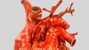 Кто такие перитоны?