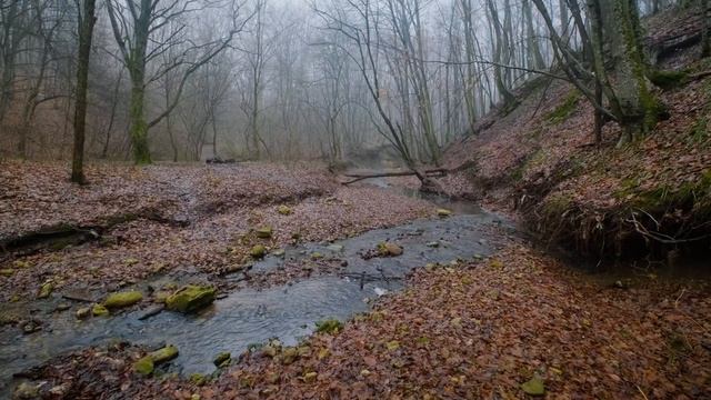 СПЯЩИЙ ЛЕС - царство тишины и покоя (Sleeping Forest) смотреть онлайн