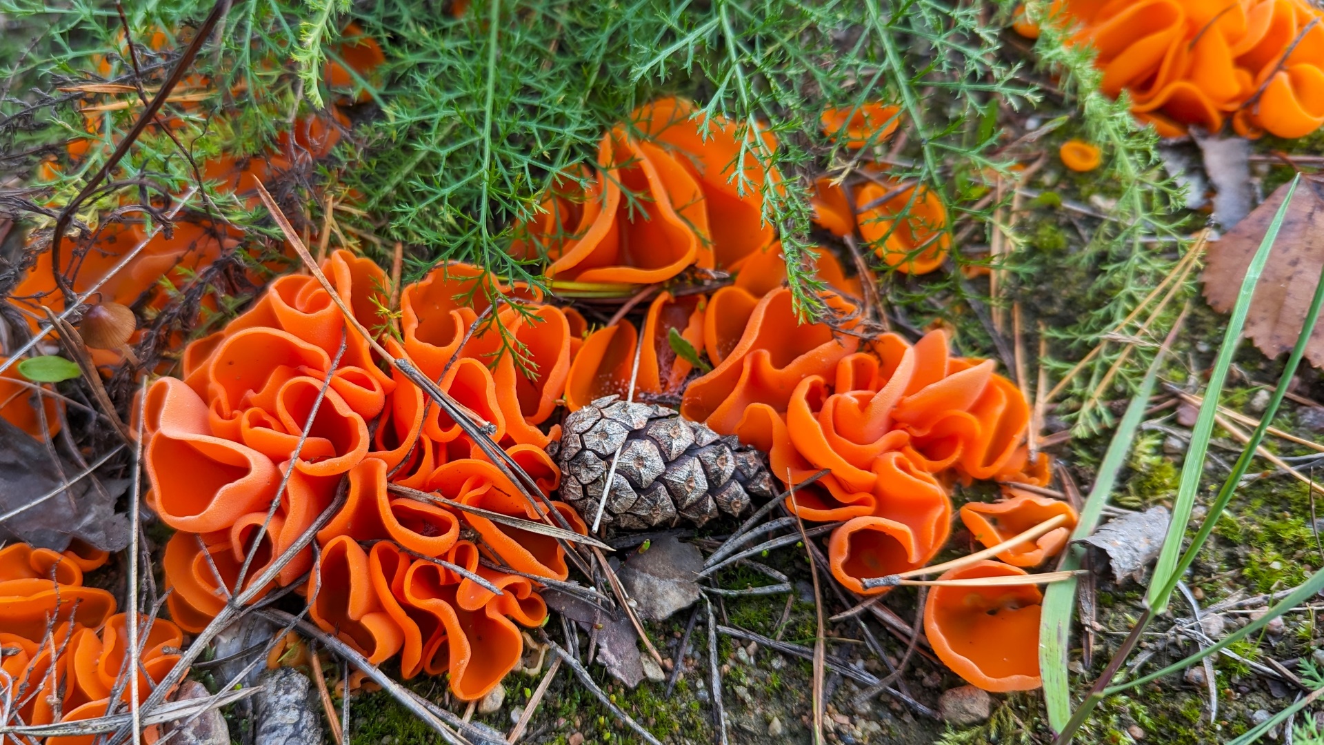 Алеврия оранжевая (Aleuria aurantia). Как выглядит гриб на месте произрастания.