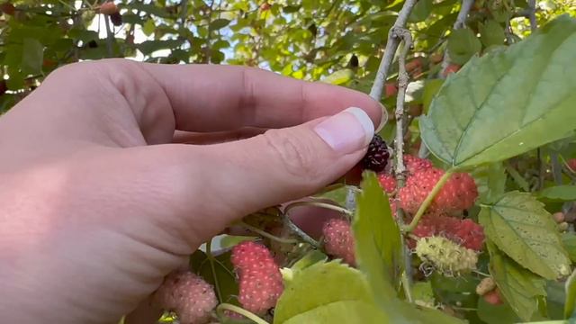 Best Plants for May! What to plant in your Florida Vegetable Garden Month by Month смотреть онлайн