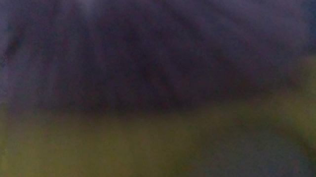 ЧЕРЕПУХУС ЛЕТАЕТ 2!! КУАЛЫЧ УЛЕТЕЛ В ЛЕС?? смотреть онлайн