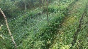 Куда исчезли пчелы  на даче? Растения цветут, опылять некому. Что случится, если все пчелы исчезнут