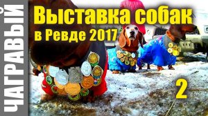 Выставка охотничьих собак в Ревде 2017 |  часть 2 | Dog show in Russia, Revda - 2