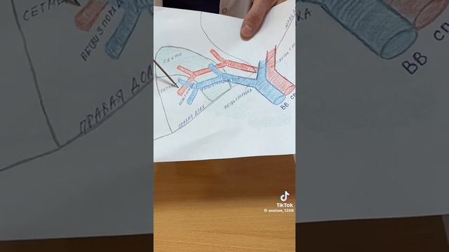 печінка. жовчний. склад печінки. процес роботи печінки