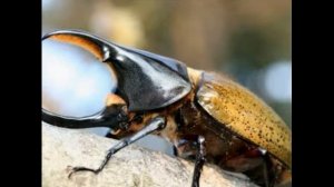 Серые страницы Красной книги