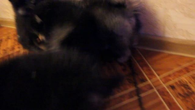 шпиц немецкий, малый смотреть онлайн