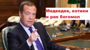 Медведев, котики и рак богомол