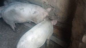 утро у свеней с двух ведерного перекуса