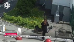 Собака напала на 11-летнюю школьницу