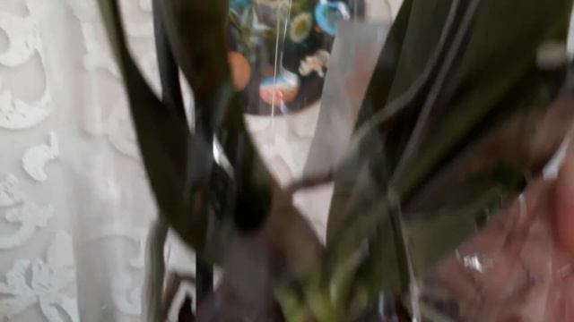 Салатовая орхидея,моя новинка смотреть онлайн