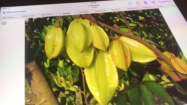 Папайя, маракуйя, карамбола, фейхоа и прочие экзоты. Часть 1.Посев . Декабрь 2017 г смотреть онлайн