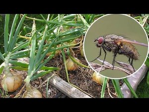 Морковная и луковая мухи? Избавьтесь от них! 5LCHCPehWp4