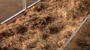 Про Сидераты в подробностях