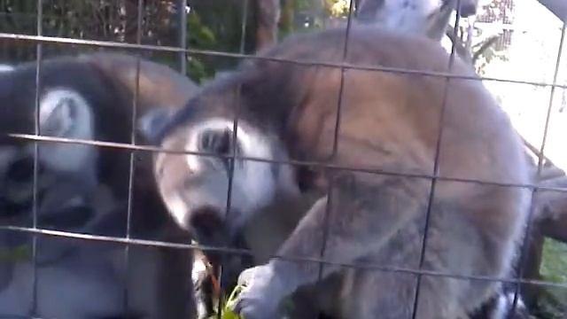 Лемуры в зоопарке смотреть онлайн