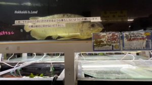 Искали бойцовую рыбку-петушка, нашли аквариумную рыбку за миллион | Японские зоомагазины