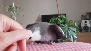 корелла поет, корелла говорит, попугай корелла, попугаи приколы The cockatiel Nymphicus hollandicus