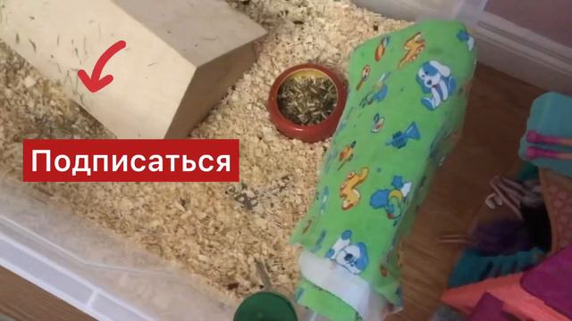 Что нужно делать КАЖДЫЙ ДЕНЬ если у вас МОРСКАЯ СВИНКА #морскаясвинка #обучение #