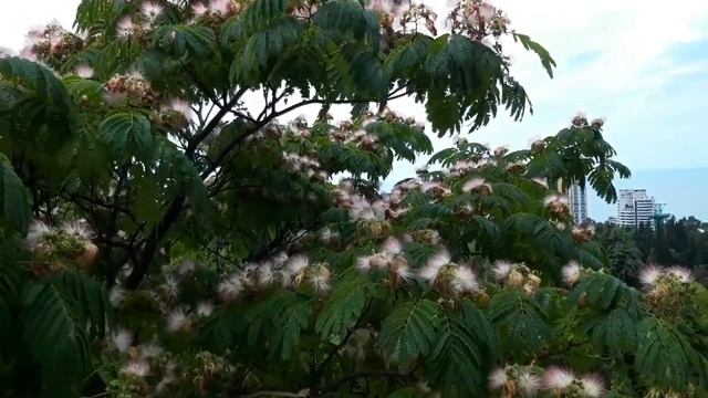 Сочи. Удивительное растение - Альбиция калькора. Сочинский дендрарий. Август 2022 года. смотреть онлайн