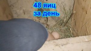 Сколько яиц принесут в день куры- несушки, 100 куриц