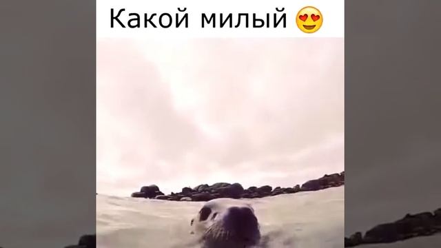 Какой милый тюлень, самое милое видео, морской котик