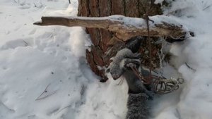 Промысловая охота у подножия Сихотэ-Алиня. БЕЛКА - ЛЕТЯГА