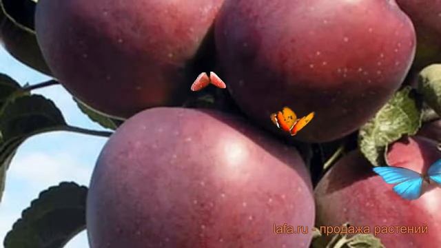 Яблоня обыкновенная Имант (malus imant) ? яблоня Имант обзор: как сажать саженцы яблони Имант смотреть онлайн