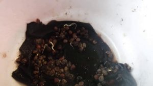 Как вырастить ВИНОГРАД из Косточек  купленный в магазине .