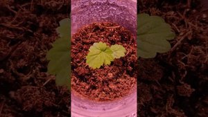Земляника Искушение -месяц от всходов. Полёт нормальный...