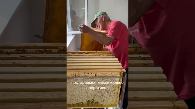 Откачали первый мёд #пасека #пчелы #деревня #мёд #маточноемолочко #безсахара #вкусно #жизнь смотреть онлайн