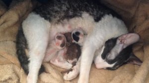 Cornish Rex kittens(newborn)/Корниш Рекс котята(новорождённые)