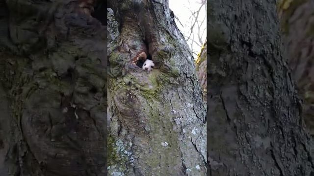 ЗА КУНИЦЕЙ-9. Ласка-Стрекоза смотреть онлайн