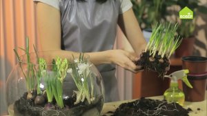 Композиция из луковичных растений своими руками. Весенняя идея!