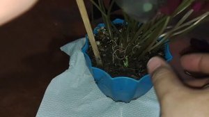 Oxalis Triangularis Leaf Propagation ( Butterfly Plant )