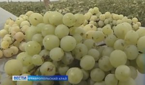 На Ставрополье возрождают виноделие