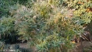 Это невероятное чудо!!!!! Куст на котором живут сотни бабочек.