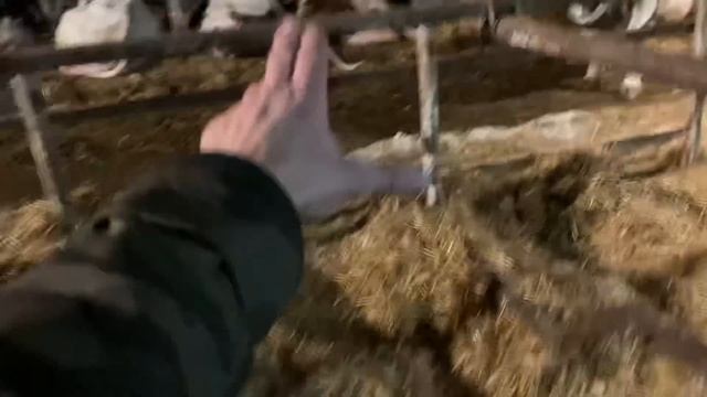 Беспривязь или привязь?