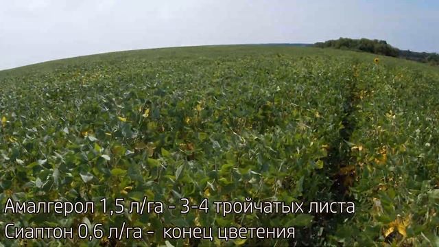 Сиаптон после Амалгерола. Осмотр сои