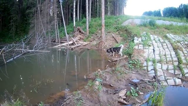 [VLOG_ЛТ#129]: приветы, в коня корм, почему я не занимаюсь бизнесом и др. смотреть онлайн