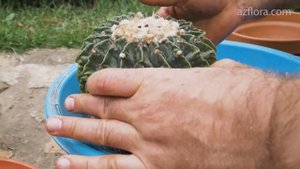 КАК ПЕРЕСАДИТЬ КАКТУС И НЕ ОБЛАЖАТЬСЯ? | ВЫБОР ГОРШКА, ПОЧВА, ПОЛИВ