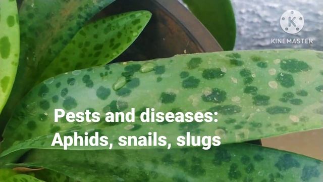 drimiopsis maculata/silver squill/Leopard plant care tips in tamil смотреть онлайн