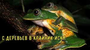 Яванская летающая лягушка