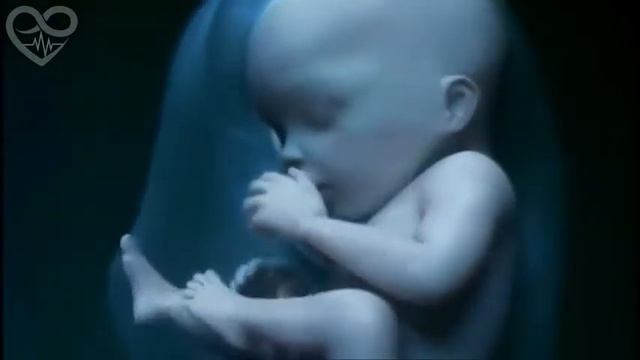 Потрясающее Видео 9 месяцев жизни в утробе матери смотреть онлайн
