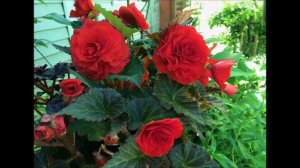 Можно ли размножить делением клубневую бегонию?