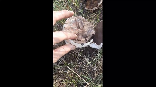 шоколадный гриб ч 2 смотреть онлайн