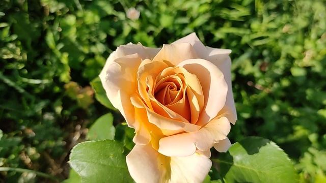 РОЗЫ Августа Луиза, Фестиваль де Жардан де Шомон, Бенджамин Бриттен, и другие. И немного ХВОЙНЫХ смотреть онлайн