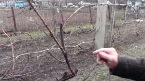 @Обрезка винограда