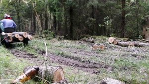 мотоблок мб-1 ЛУЧ. в лес за дровами.