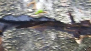 Молния ударила в дерево