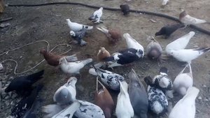 Голуби казахстана.